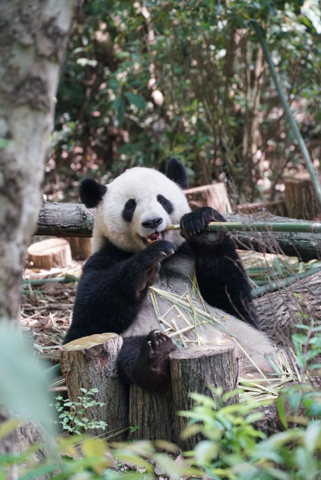 China: More than Just Pandas